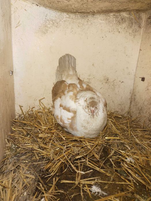 Gołębie kingi sprzedaż