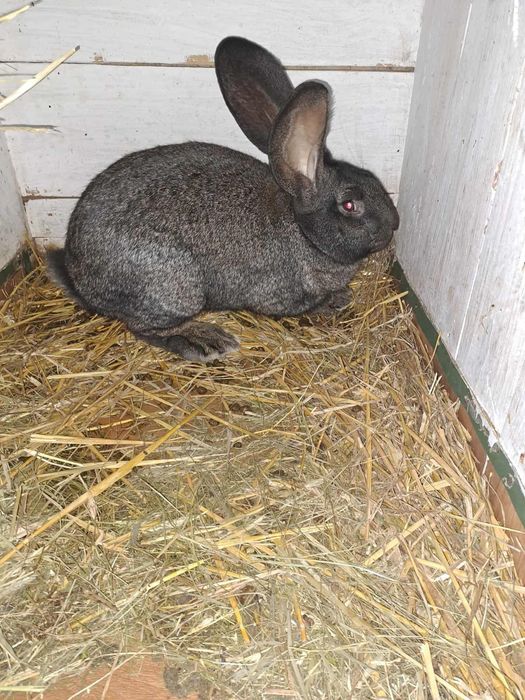 SAME SAMCE- Króliki król Olbrzym Pstrokacz zdrowe- Mała Hodowla