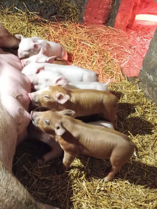 Продам малих поросят