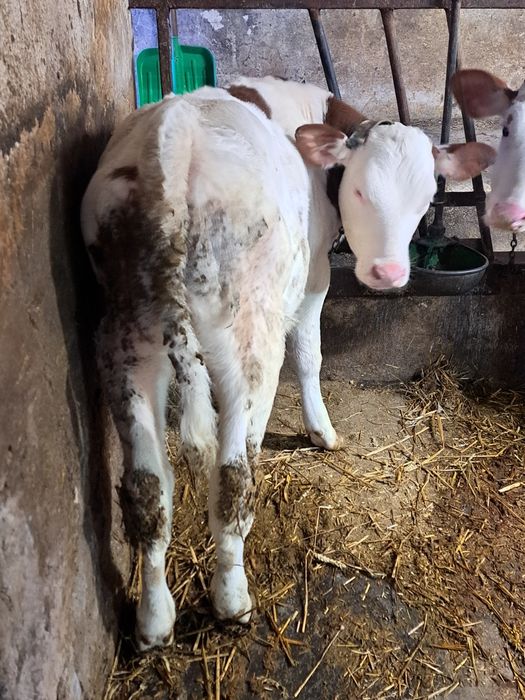 Sprzedam jałówke SM