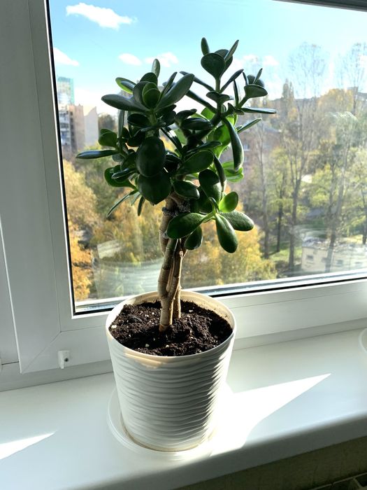 Толстянка (денежное дерево) сплетена из 2-х расений в немецком грунте