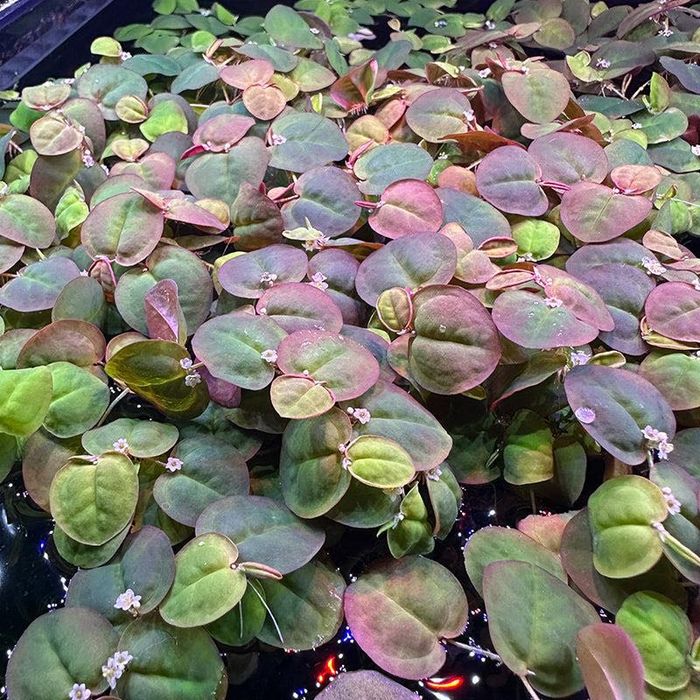 Red Root Floater (Phyllanthus fluitans) – Planta Flutuante Vermelha