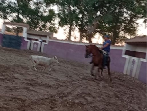 Cavalo 6 anos  engatado e montado