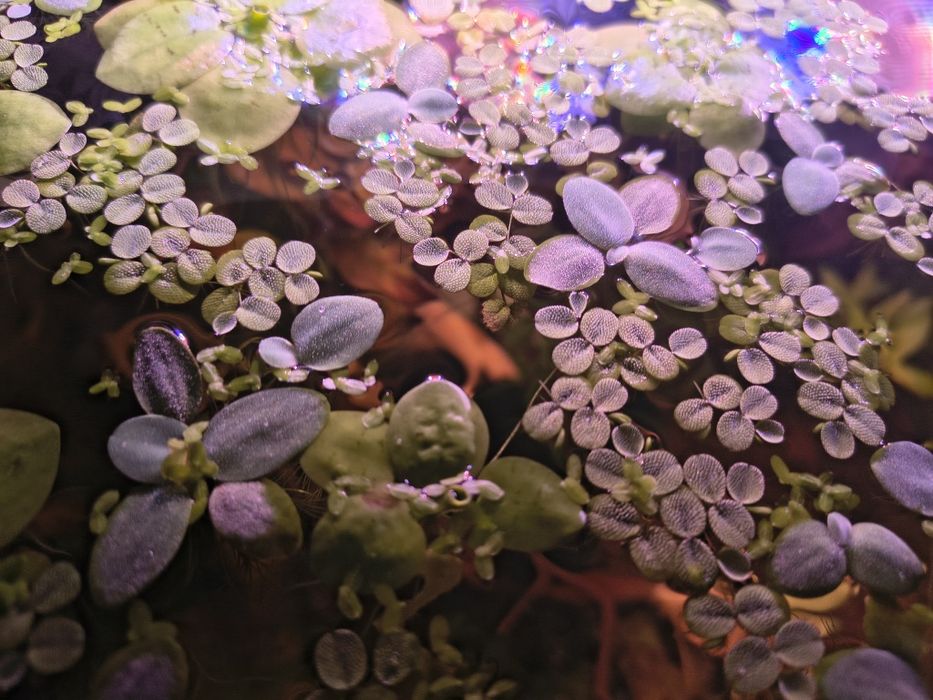 Sprzedam rośliny akwariowe z nadwyżki