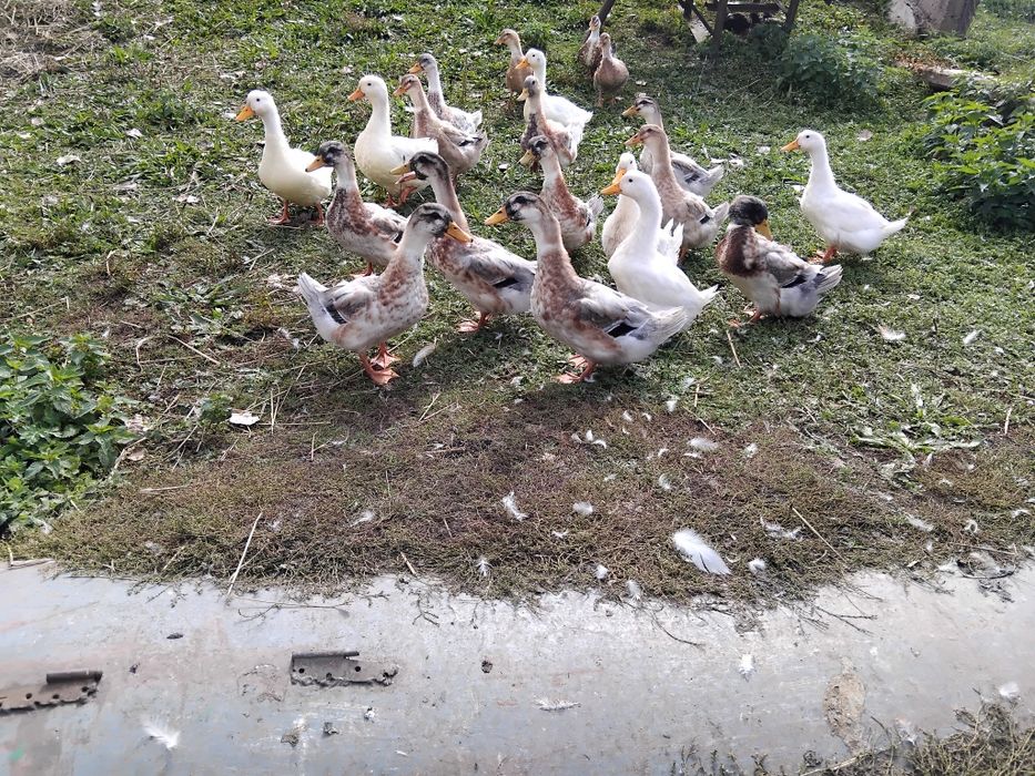 Качки.     домашні