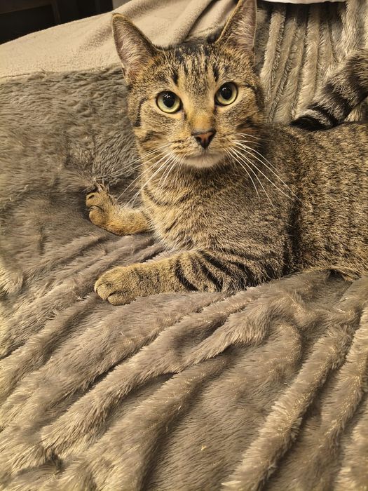 Kochany tulasek Bakuś szuka domku