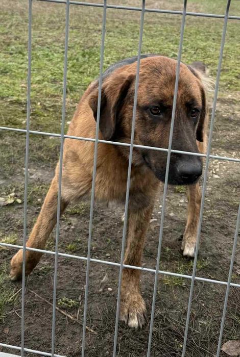Owczarek  szuka domu schronisko Zgierz -aktualne