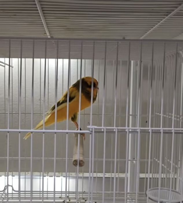 Casal de canários Yorkshire 2025