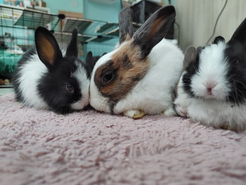 Króliczki miniaturki