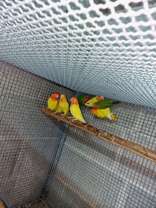 Agapornis e periquitos arco-íris