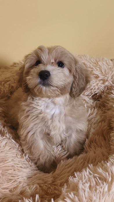 Maltipoo piesek maltańczyk pudel toy
