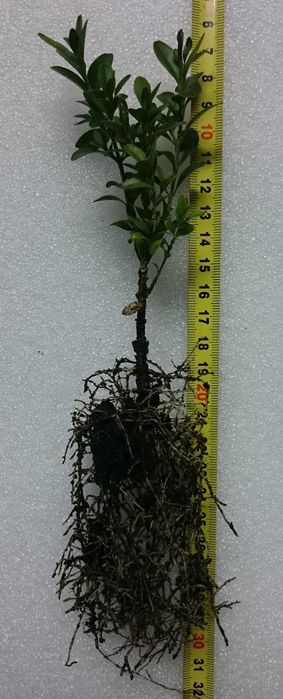 Bukszpan wieczniezielony 'Belleville' Buxus 030