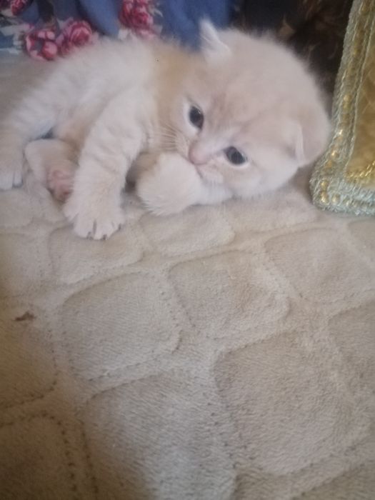 Скоттиш фолд, скоттиш фолд вязка