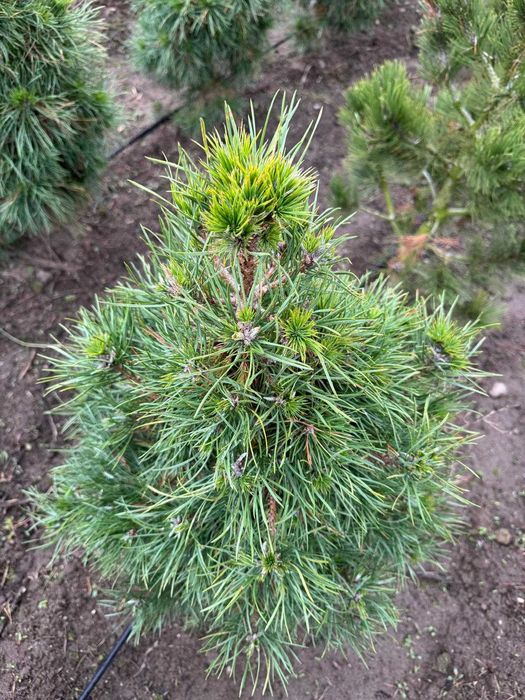 Sosna pospolita Globosa Viridis 80-100 cm