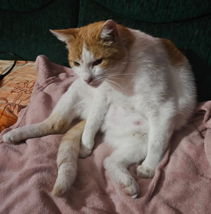 Koty do adopcji Błagamy pomóż Fundacja upada