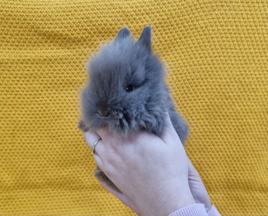 Królik Teddy miniaturka