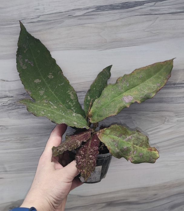 Хойя Hoya Undulata Army