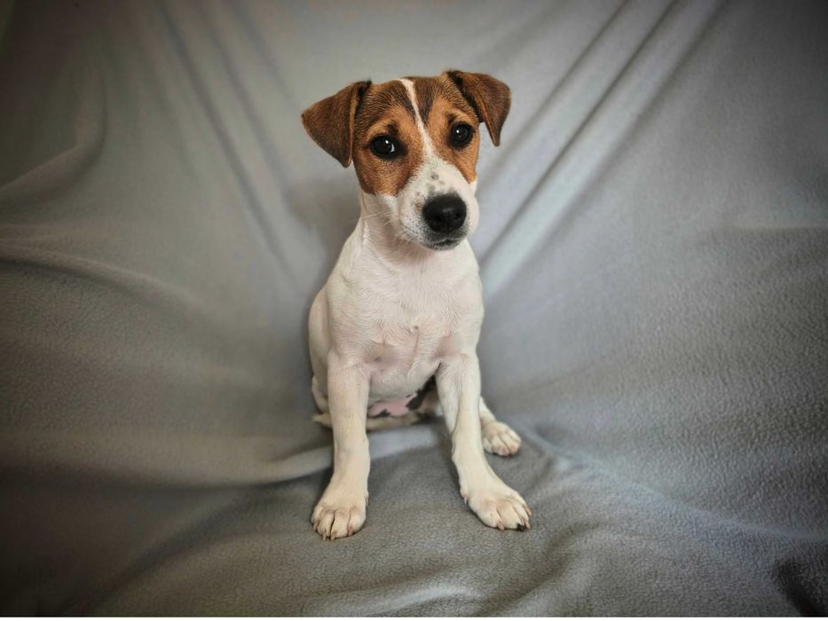 Jack Russell Terrier Suczka
