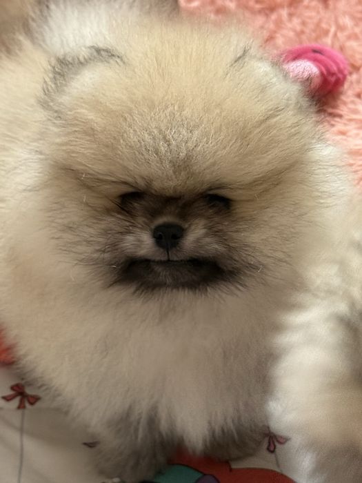 MILO cudny szpic miniaturowy pomeranian