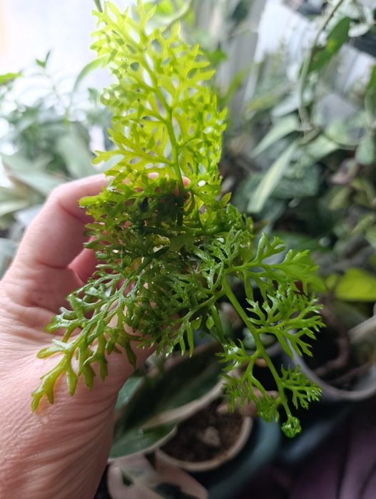 Папороть індійська акваріумна рослина