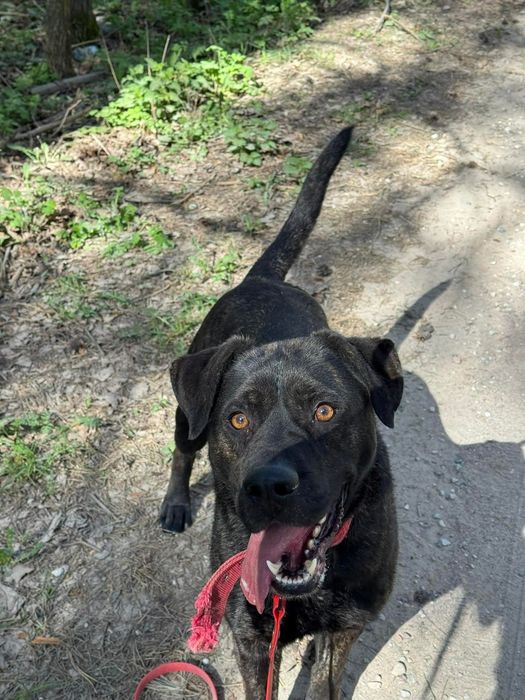 Ragnar do adopcji