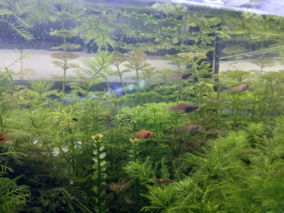Peixe espada agua quente