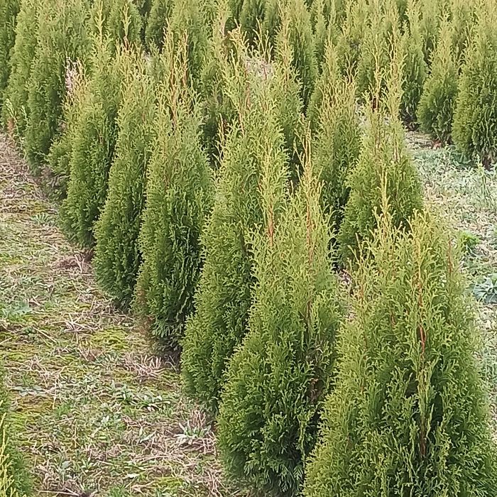 Tuja szmaragd wysokość od 80-100 cm
