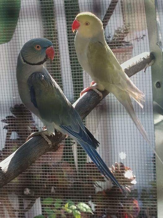 Casal adulto de Ring necks