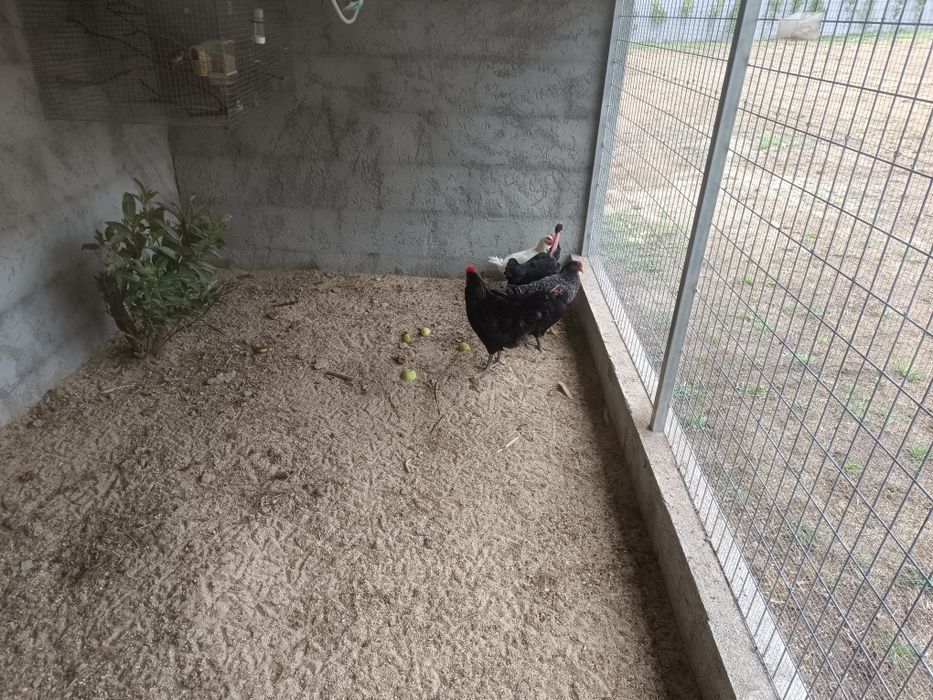 Vendo galo preto