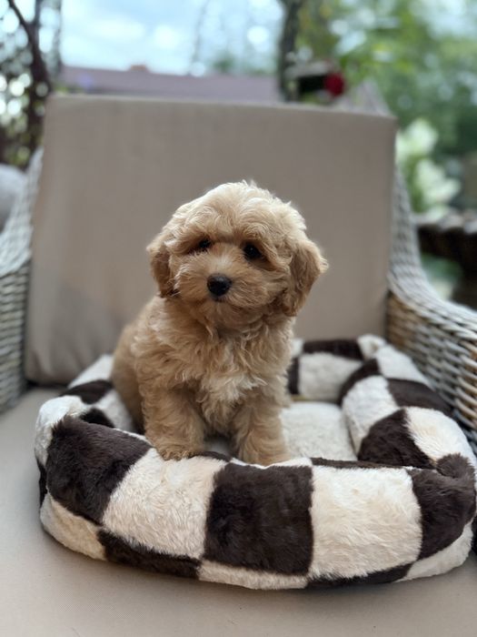 Maltipoo f1 suczka pudel toy red & maltańczyk