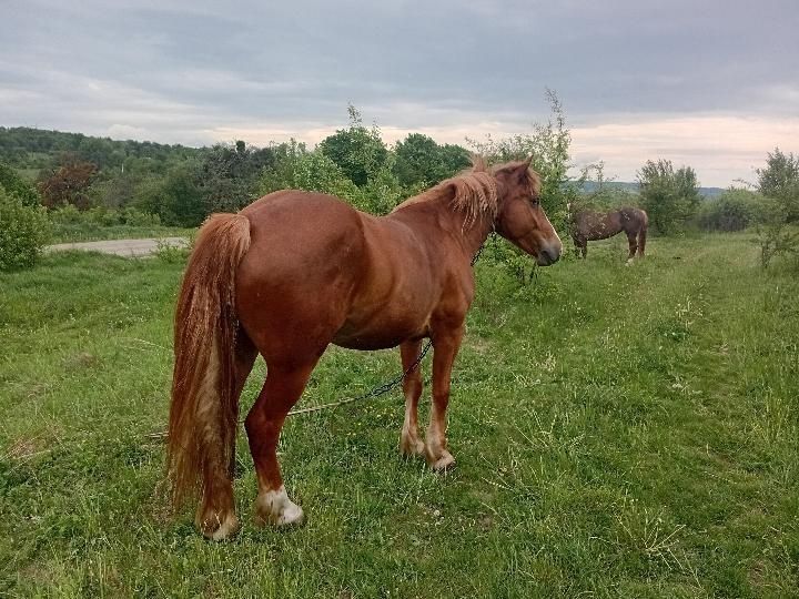 Продається  пара коней