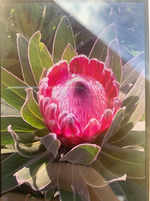 Vendo vasos de proteína cor de rosa