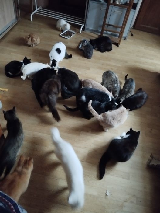 Прийму в дар для притулку з котиками .