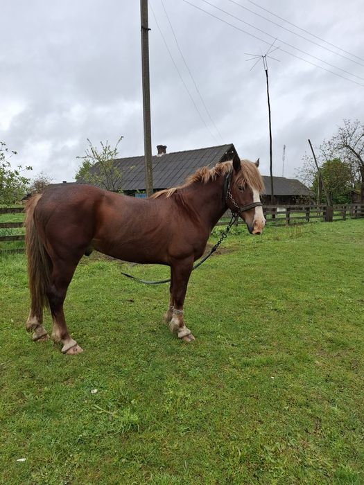 Продається  жеребець