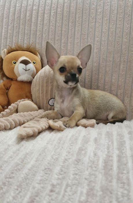 Chihuahua Lindíssima