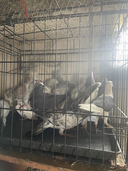 Gołębie pocztowe tygrysy i mulemansy