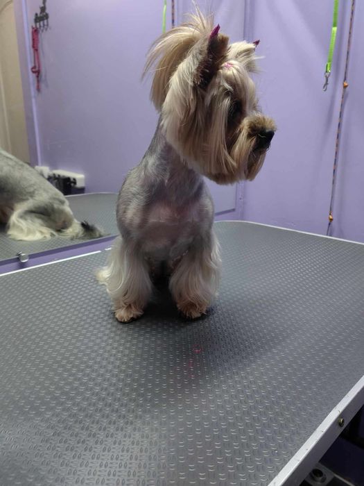 Грумінг грумер стрижка собак линька вичісування