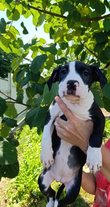 Американський підбультерєр