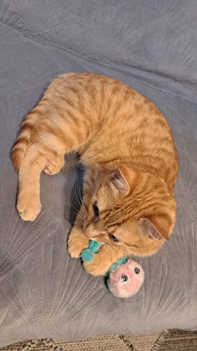 Miziasty rudy  kocurek szuka domku