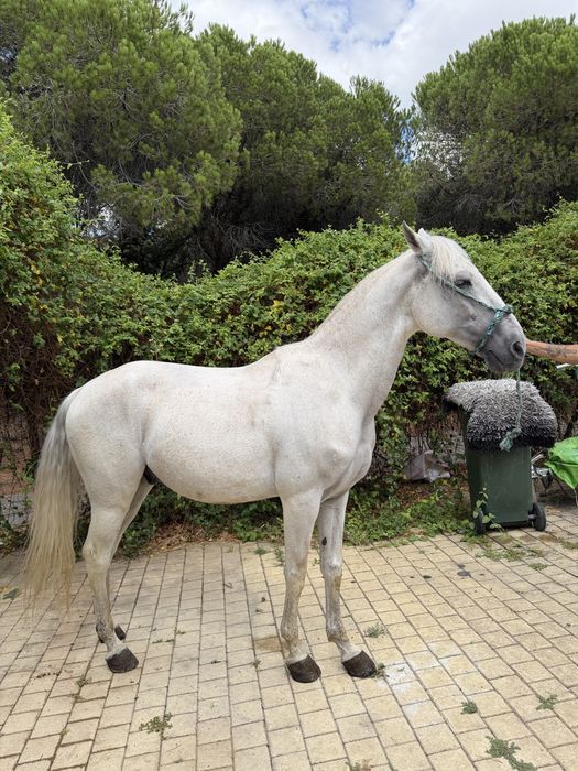 Cavalo lusitano puro