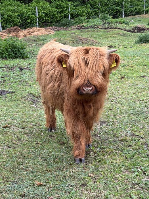 Byk szkocki highland
