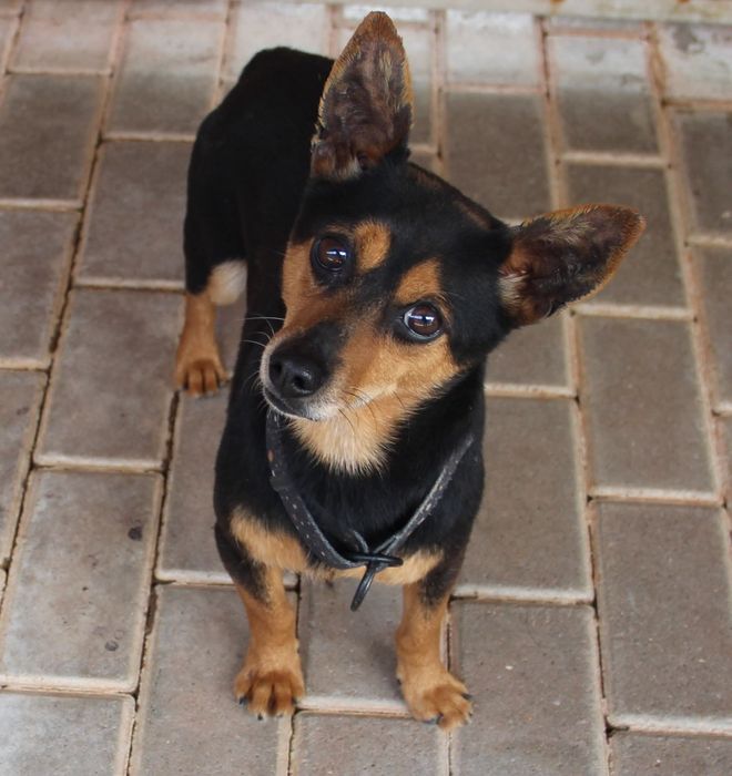 Mikro piesek mix pinczer do adopcji