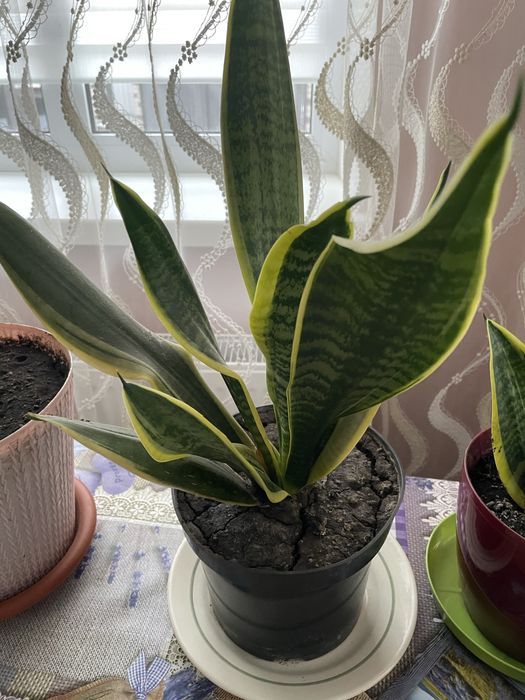 Сансев‘єрія,сансевієрія ,сансевиерия