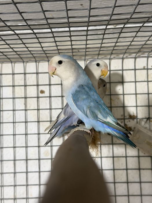 Agapornis Roseicollis machos