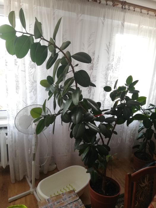 Fikusowe drzewko