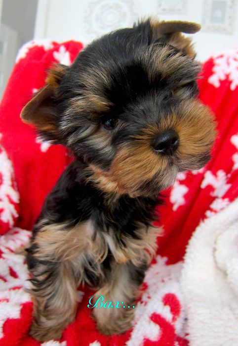 York chłopczyki z Bolesławca .