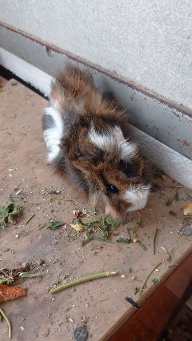 Свинки  морські і морські свини