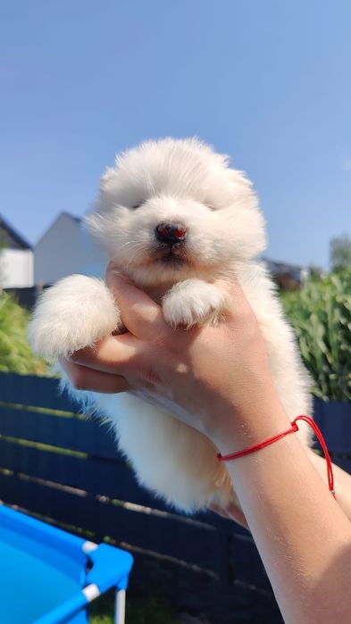 Samoyed  zkwp /FCI - Samiec