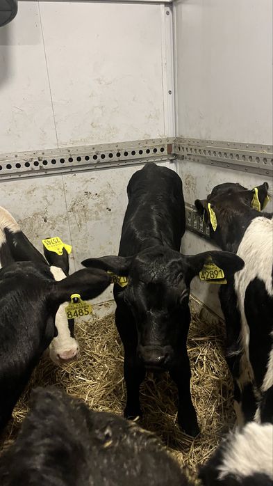 Sprzedam cielaki cielęta ciele