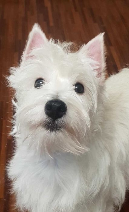 suczka West Highland White Terrier z metryką ZKWP po  Championie